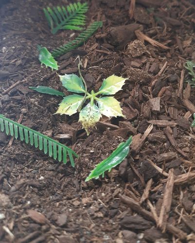 リアリティインスケール BAS07 1/35 ジャングルの森林の床 - 125ml 超詳細な風景散布