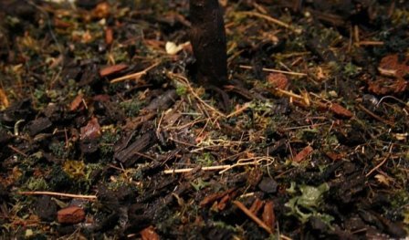 リアリティインスケール FOR01 暗い森林地帯の地面 40ml