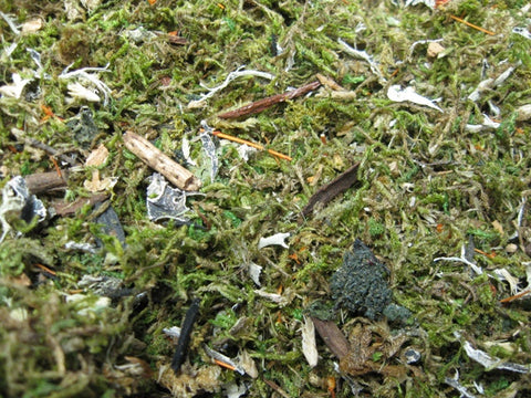 リアリティインスケール FOR03 苔の生えた森林の地面 40ml