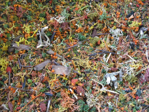 リアリティインスケール FOR04 秋の森林の地面 50ml