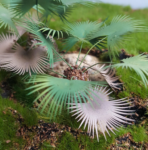 リアリティインスケール PLM16 1/35 グラウンドパームセット 1