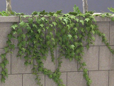 紙創り A-24 1/35 アイビー