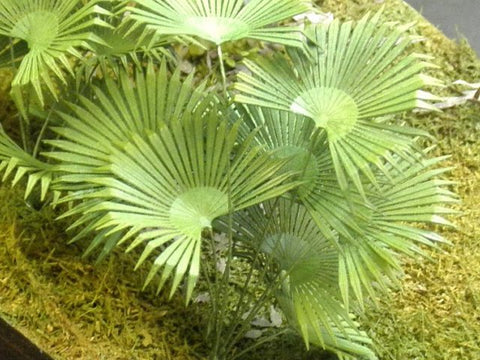 紙創り A-33 1/35 ビロウ