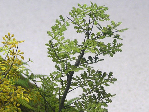 紙創り A-5-35 1/35 オーク