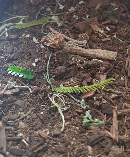 リアリティインスケール BAS06 1/35 森林の床 - 125ml 超詳細な風景散布