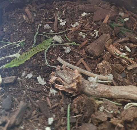 リアリティインスケール BAS06 1/35 森林の床 - 125ml 超詳細な風景散布