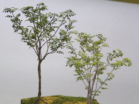 紙創り A-20 1/35 ガジュマル