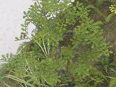 紙創り A-5-48 1/48 オーク