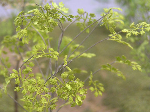 紙創り A-6-48 1/48 メープル